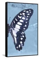 Miss Butterfly Graphium Profil - Blue-Philippe Hugonnard-Framed Stretched Canvas