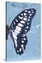 Miss Butterfly Graphium Profil - Blue-Philippe Hugonnard-Stretched Canvas