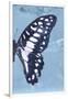 Miss Butterfly Graphium Profil - Blue-Philippe Hugonnard-Framed Photographic Print