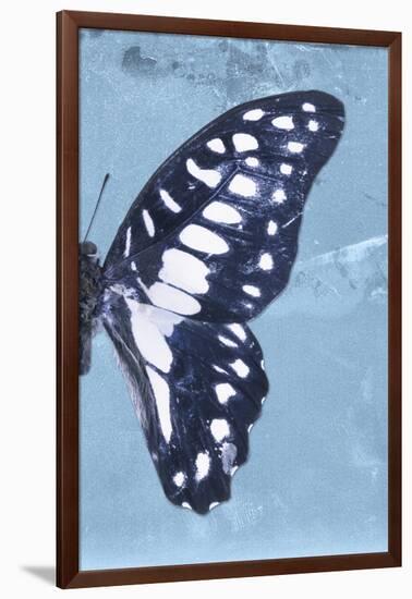 Miss Butterfly Graphium Profil - Blue-Philippe Hugonnard-Framed Photographic Print