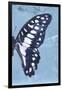 Miss Butterfly Graphium Profil - Blue-Philippe Hugonnard-Framed Photographic Print