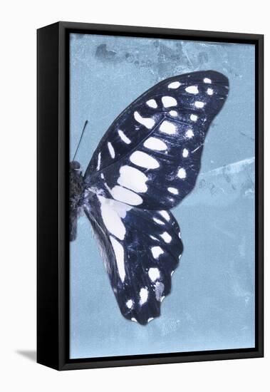 Miss Butterfly Graphium Profil - Blue-Philippe Hugonnard-Framed Stretched Canvas