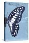 Miss Butterfly Graphium Profil - Blue-Philippe Hugonnard-Stretched Canvas