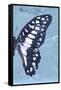 Miss Butterfly Graphium Profil - Blue-Philippe Hugonnard-Framed Stretched Canvas