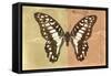 Miss Butterfly Graphium Profil - Honey & Orange-Philippe Hugonnard-Framed Stretched Canvas