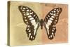 Miss Butterfly Graphium Profil - Honey & Orange-Philippe Hugonnard-Stretched Canvas
