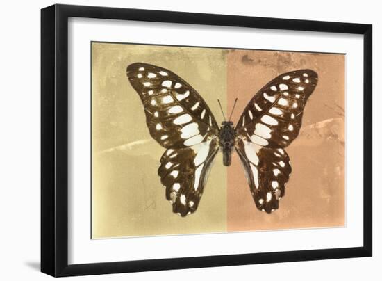 Miss Butterfly Graphium Profil - Honey & Orange-Philippe Hugonnard-Framed Photographic Print