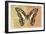 Miss Butterfly Graphium Profil - Honey & Orange-Philippe Hugonnard-Framed Photographic Print