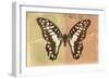 Miss Butterfly Graphium Profil - Honey & Orange-Philippe Hugonnard-Framed Photographic Print
