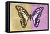 Miss Butterfly Graphium Profil - Honey & Pink-Philippe Hugonnard-Framed Stretched Canvas