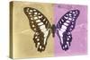 Miss Butterfly Graphium Profil - Honey & Pink-Philippe Hugonnard-Stretched Canvas