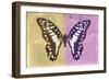 Miss Butterfly Graphium Profil - Honey & Pink-Philippe Hugonnard-Framed Photographic Print