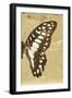 Miss Butterfly Graphium Profil - Honey-Philippe Hugonnard-Framed Photographic Print