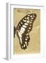 Miss Butterfly Graphium Profil - Honey-Philippe Hugonnard-Framed Photographic Print