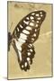 Miss Butterfly Graphium Profil - Honey-Philippe Hugonnard-Mounted Photographic Print