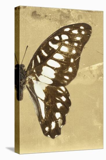 Miss Butterfly Graphium Profil - Honey-Philippe Hugonnard-Stretched Canvas