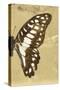 Miss Butterfly Graphium Profil - Honey-Philippe Hugonnard-Stretched Canvas