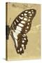 Miss Butterfly Graphium Profil - Honey-Philippe Hugonnard-Stretched Canvas