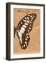 Miss Butterfly Graphium Profil - Orange-Philippe Hugonnard-Framed Photographic Print