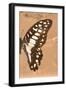 Miss Butterfly Graphium Profil - Orange-Philippe Hugonnard-Framed Photographic Print