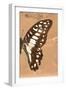 Miss Butterfly Graphium Profil - Orange-Philippe Hugonnard-Framed Photographic Print