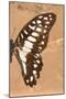 Miss Butterfly Graphium Profil - Orange-Philippe Hugonnard-Mounted Photographic Print