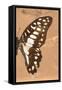 Miss Butterfly Graphium Profil - Orange-Philippe Hugonnard-Framed Stretched Canvas