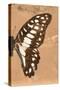 Miss Butterfly Graphium Profil - Orange-Philippe Hugonnard-Stretched Canvas