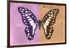 Miss Butterfly Graphium Profil - Pink & Orange-Philippe Hugonnard-Framed Photographic Print