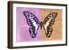 Miss Butterfly Graphium Profil - Pink & Orange-Philippe Hugonnard-Framed Photographic Print