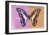 Miss Butterfly Graphium Profil - Pink & Orange-Philippe Hugonnard-Framed Photographic Print