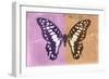 Miss Butterfly Graphium Profil - Pink & Orange-Philippe Hugonnard-Framed Photographic Print