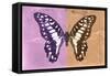 Miss Butterfly Graphium Profil - Pink & Orange-Philippe Hugonnard-Framed Stretched Canvas