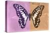 Miss Butterfly Graphium Profil - Pink & Orange-Philippe Hugonnard-Stretched Canvas