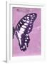 Miss Butterfly Graphium Profil - Pink-Philippe Hugonnard-Framed Photographic Print