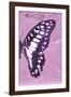 Miss Butterfly Graphium Profil - Pink-Philippe Hugonnard-Framed Photographic Print