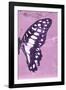 Miss Butterfly Graphium Profil - Pink-Philippe Hugonnard-Framed Photographic Print