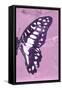 Miss Butterfly Graphium Profil - Pink-Philippe Hugonnard-Framed Stretched Canvas