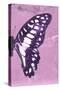 Miss Butterfly Graphium Profil - Pink-Philippe Hugonnard-Stretched Canvas