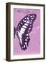 Miss Butterfly Graphium Profil - Pink-Philippe Hugonnard-Framed Photographic Print