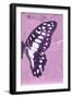 Miss Butterfly Graphium Profil - Pink-Philippe Hugonnard-Framed Photographic Print