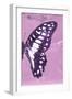 Miss Butterfly Graphium Profil - Pink-Philippe Hugonnard-Framed Photographic Print
