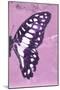 Miss Butterfly Graphium Profil - Pink-Philippe Hugonnard-Mounted Photographic Print