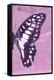 Miss Butterfly Graphium Profil - Pink-Philippe Hugonnard-Framed Stretched Canvas