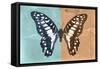 Miss Butterfly Graphium Profil - Turquoise & Orange-Philippe Hugonnard-Framed Stretched Canvas