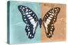 Miss Butterfly Graphium Profil - Turquoise & Orange-Philippe Hugonnard-Stretched Canvas