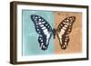 Miss Butterfly Graphium Profil - Turquoise & Orange-Philippe Hugonnard-Framed Photographic Print