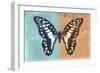 Miss Butterfly Graphium Profil - Turquoise & Orange-Philippe Hugonnard-Framed Photographic Print