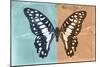 Miss Butterfly Graphium Profil - Turquoise & Orange-Philippe Hugonnard-Mounted Photographic Print