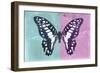 Miss Butterfly Graphium Profil - Turquoise & Pink-Philippe Hugonnard-Framed Photographic Print